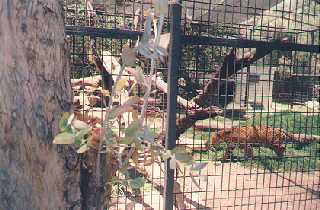 un leopardo vagando en su jaula