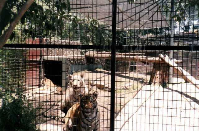estos tigres literalmente posaron cuando les tome la foto